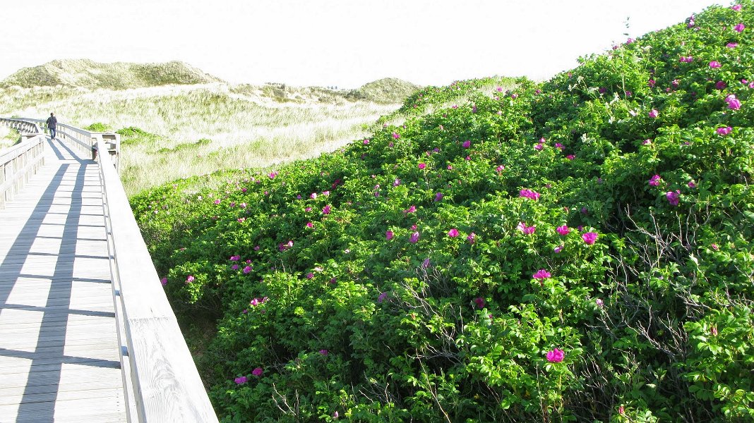 2014 Ile de Noirmoutiers Sylt (632)